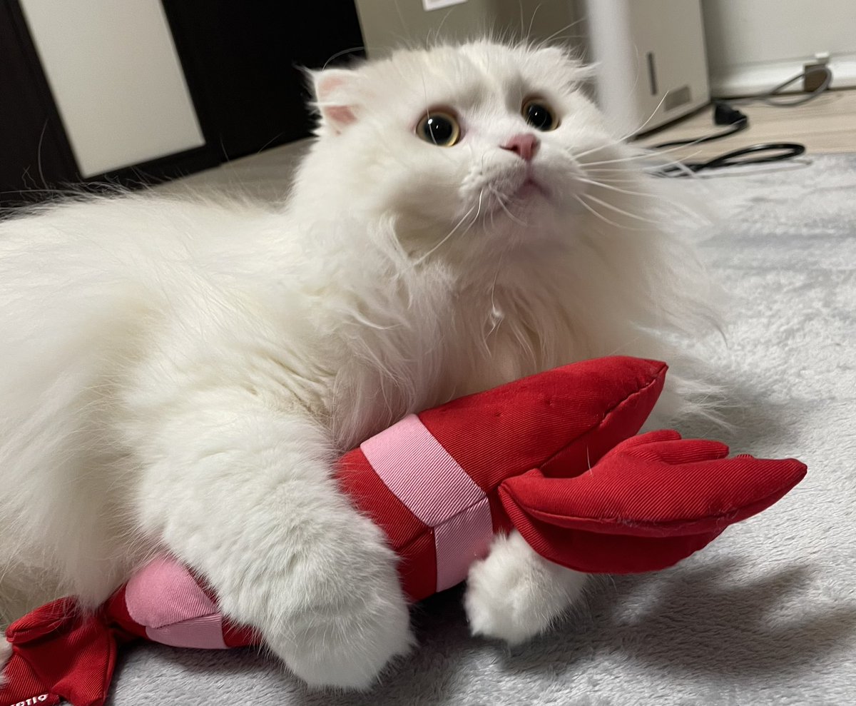 hal_meowcat's tweet photo. ニャンコの日も元気でいつもどおり
ぬいぐるみで一帯を散らかしたら、穴ぐらに戻って寝ているハルさんでした
#ねこの日 
#にゃんこの日 
#スコティッシュフォールド 
#cats #scottishfold #にゃんにゃんにゃんの日 #けりぐるみ https://t.co/flgcoG21EP