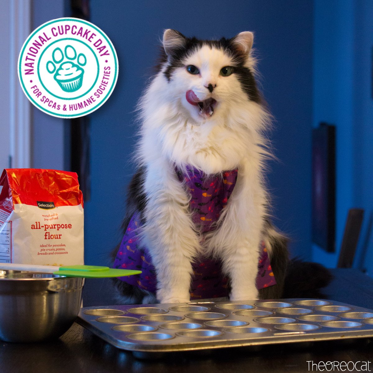 TheOreoCat's tweet photo. National Cupcake Day is the most delicious way to show your support for animals in need! Register today and celebrate at home with a virtual cupcake decorating contest! All funds raised go to help animals in need. https://t.co/H98Pj0zb9x

#CupcakeDayCA @OntarioSPCA https://t.co/NcqGg3FLof