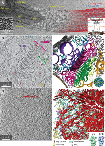 FEBS_Letters's tweet photo. Review 🔸The promise and the challenges of cryo-electron #tomography 

✍ by Martin Turk and Wolfgang Baumeister @MPI_Biochem 

➡https://t.co/Vhskl9vAbq

#BPS2021 #croyEM 
#cryoET https://t.co/6I11GrAsyX