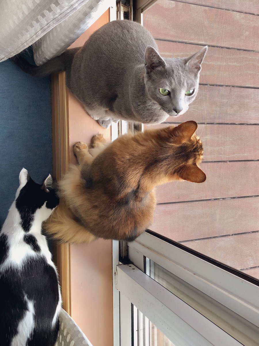 ヤチナツ 時過ぎの報告会 発売 おしりのにおい嗅いでるとこだったね 猫の日 ヤチナツ 時過ぎの報告会 発売 おしりのにおい嗅いでるとこだったね 猫の日