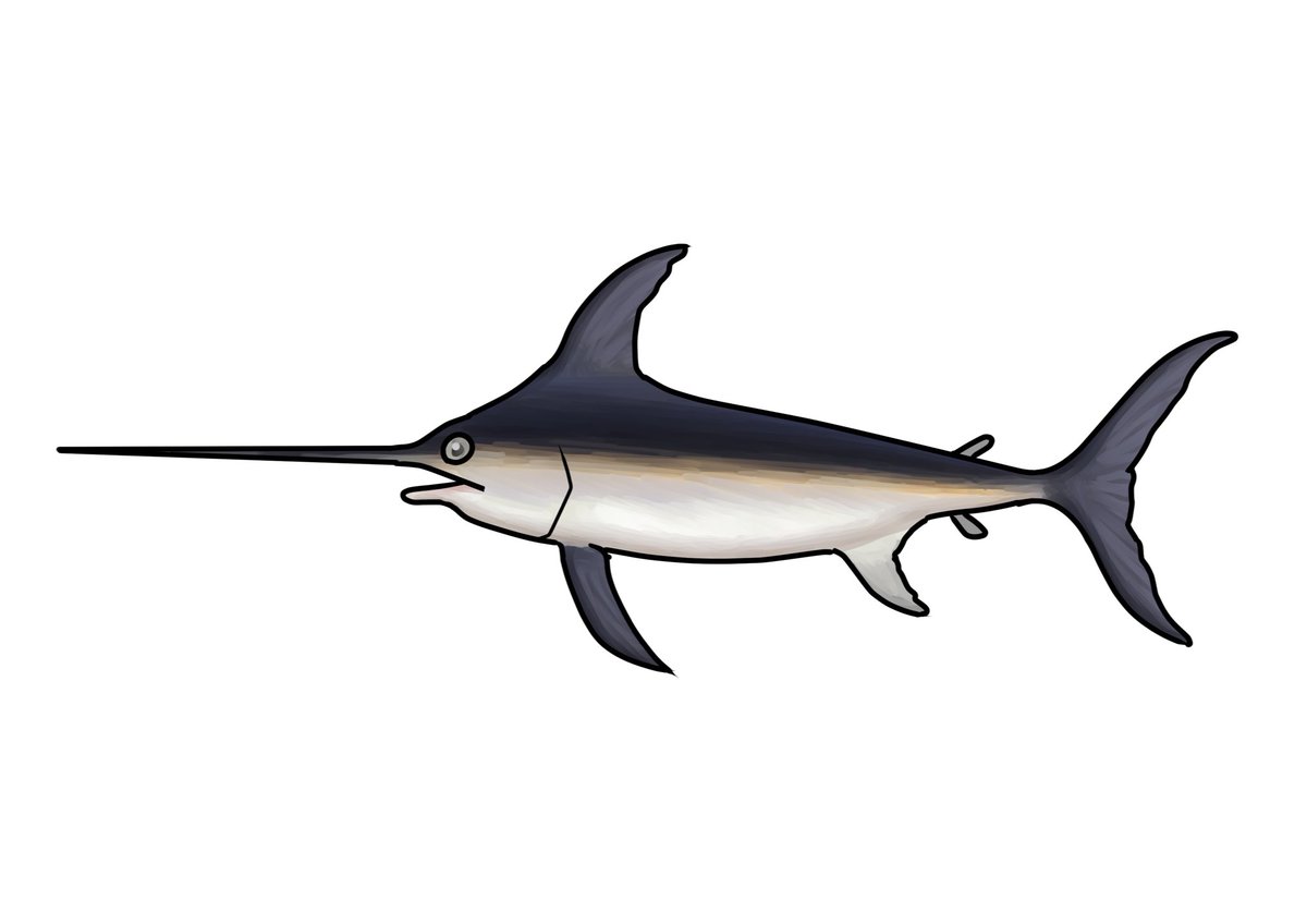 毎日イラストイタリア語 على تويتر カジキ Pesce Spada ペッシェスパーダ Pesce 魚 とspada 剣 という単語が組み合わさっています イラスト イタリア語 毎日イラストイタリア語 على تويتر カジキ Pesce Spada ペッシェスパーダ Pesce 魚 とspada 剣 という単語が組み合わさっています イラスト イタリア語