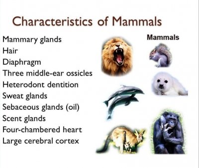 Syazwana M Zohir On Twitter Mamalia Seperti Yang Kita Sedia Maklum Adalah Haiwan Yang Ada Ciri Ciri Seperti 1 Berdarah Panas 2 Melahirkan Anak 3 Ada Bulu Hair 4 Menyusukan Anaknya 5 Bernafas Menggunakan Paru Paru
