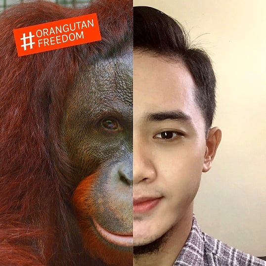 dariku yang mencintai #OrangUtan 🦧 #OrangUtanFreedom 🦧