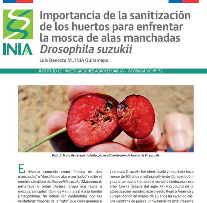 INIARaihuen's tweet photo. Información sobre la Mosca de Alas Manchadas #Drosophilasuzukii del investigador de @iniachile Dr. Luis Devotto y diverso material de interés para el sector de los berries lo puedes ver en https://t.co/uPPYZpgdHc del #programaextensionberries junto a @FIA_Chile @IntendenciaVII https://t.co/OYlpi3oZ9l