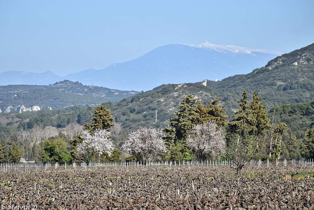 MelvinD_Photos's tweet photo. Amandiers devant le Ventoux 🌸
#grandavignon #avignontourisme #Gard #Gardtourisme #Occitanie #tourismeOccitanie #Vaucluse #magnifiqueFrance #France #photo #photographie #photography #photodujour #imageofday #photoofday #nikon #nikonphotos #nikonpassion #randonnée #hello_france https://t.co/kfHUWSUMOr