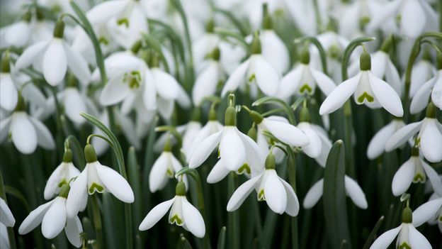 Signs of spring raising it's head this weekend, we really can't wait to welcome our guests back to our lovely outside spaces!
#roadmap #spring #summer #yorkshirehotel #snowdrops