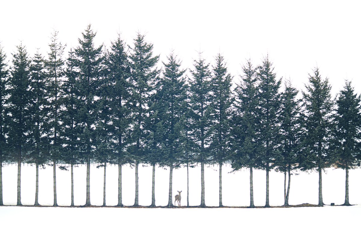 絵画のような写真が北海道で撮影される もののけ姫の獅子神様確定演出 東山魁夷の作品を彷彿とさせる Togetter 絵画のような写真が北海道で撮影される もののけ姫の獅子神様確定演出 東山魁夷の作品を彷彿とさせる Togetter