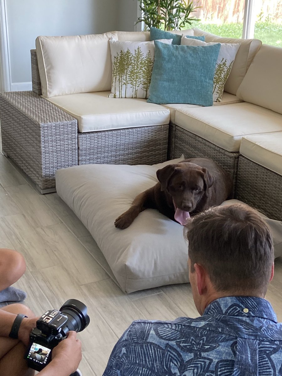 everpillow's tweet photo. Behind the scenes with @dutch_and_blue and EverPet all natural dog beds
.
.
pc: @saphotography
#PetBeds #DogBeds #PetPhotography #Labrador #LabsOfInstagram #LabsOfIG #PuppyComfort #Cuddle #FurryFriends #MansBestFriend #NaturalPetBed #NaturalDogBed #SleepingDog https://t.co/ZDXayLeBK0