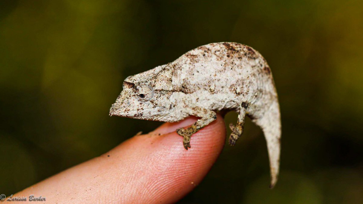 SEEDMadagascar photo