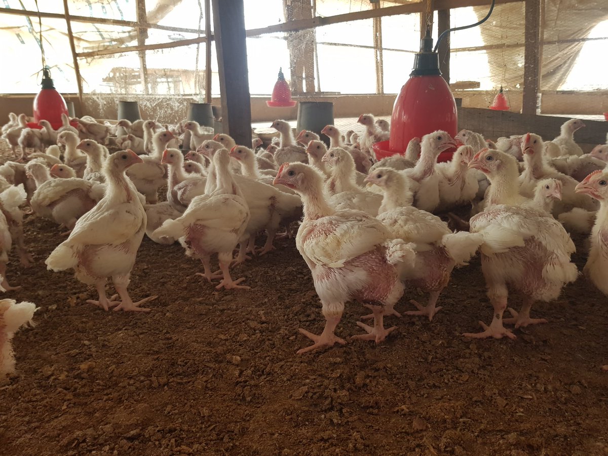 dofoodsng's tweet photo. Breed; Arbor acres plus.
Age; 24 days 
Average weight; 1.1kg
Mortality rate; 1.94%
Status; Apparently healthy. https://t.co/MZnLIUGLHV