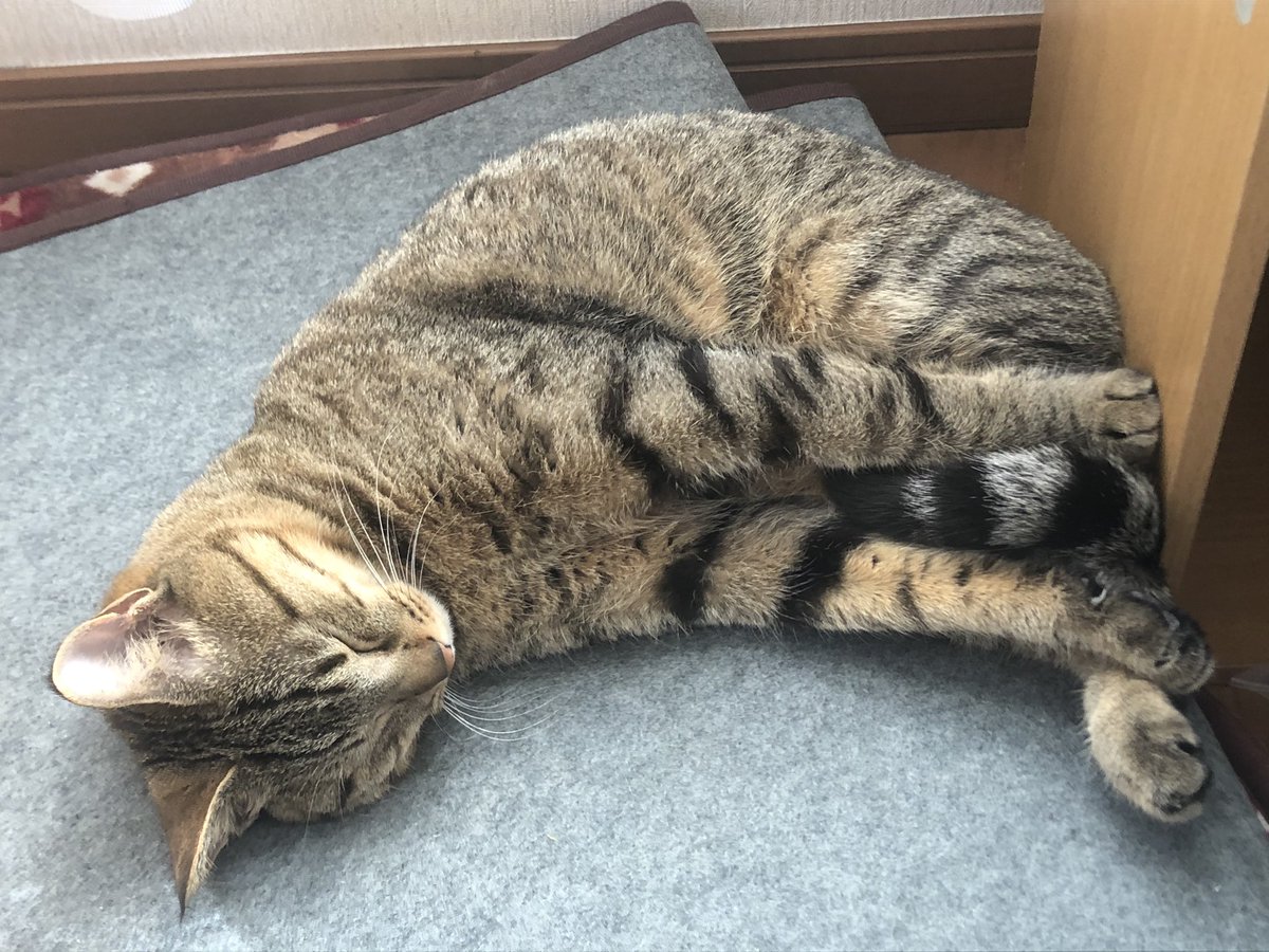 neko_mrc's tweet photo. 猫の日🐱 https://t.co/iashIZVBJE