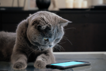 We have technical issues taking payments over the phone. You can still place your order by phone, to speed things up we're asking our collection customers to pay by card at the door when they pick up their order. If your order is for delivery you'll pay over the phone as usual.