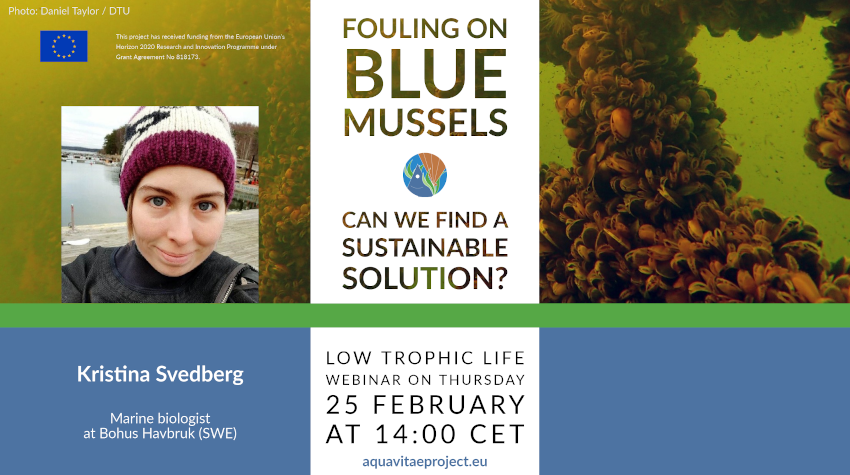 Biofouling is one of the main barriers to efficient blue #mussels aquaculture production. Can we find a #sustainable solution? Kristina Svedberg will respond in the forthcoming <a href="/aquavitaeEU/">AquaVitae</a> webinar.

📅25 Feb 14 h CET
✒️bit.ly/low-trophic-li… 

📸Daniel Taylor <a href="/DTUCoastalEco/">DTU Coastal Ecology</a>