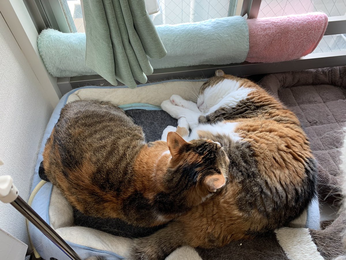 riccanzu's tweet photo. ハッピー猫の日！

#猫の日 https://t.co/uE1tXQYaB8