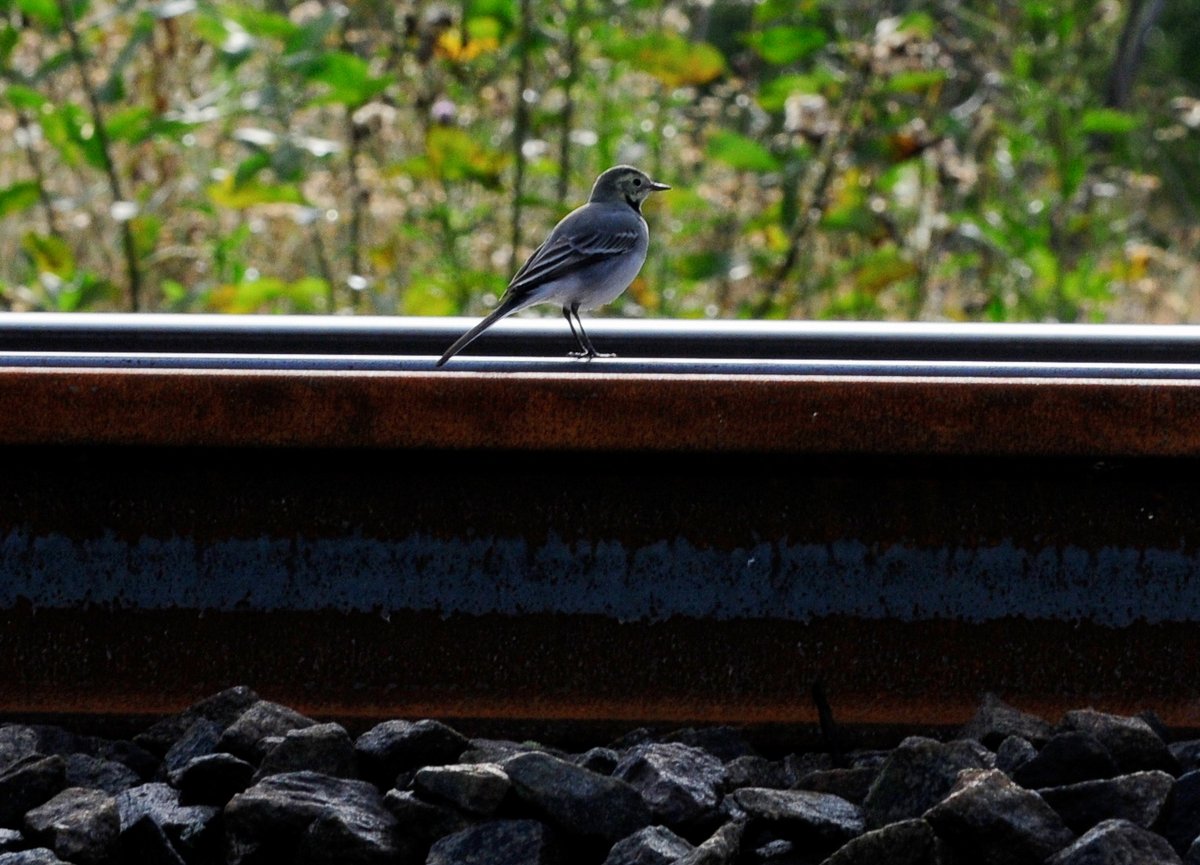 Olemme iloisia saadessamme olla mukana kehittämässä Itä-Suomen rataverkkoa. Luumäki-Imatra ratahankkeella varmistetaan ihmisten, tavaroiden sekä näiden myötä koko yhteiskunnan sujuva ja ympäristöystävällinen liikkuminen.  #kestäväinfra #rautatiet nrcgroup.fi/uutiset/nrc-gr…