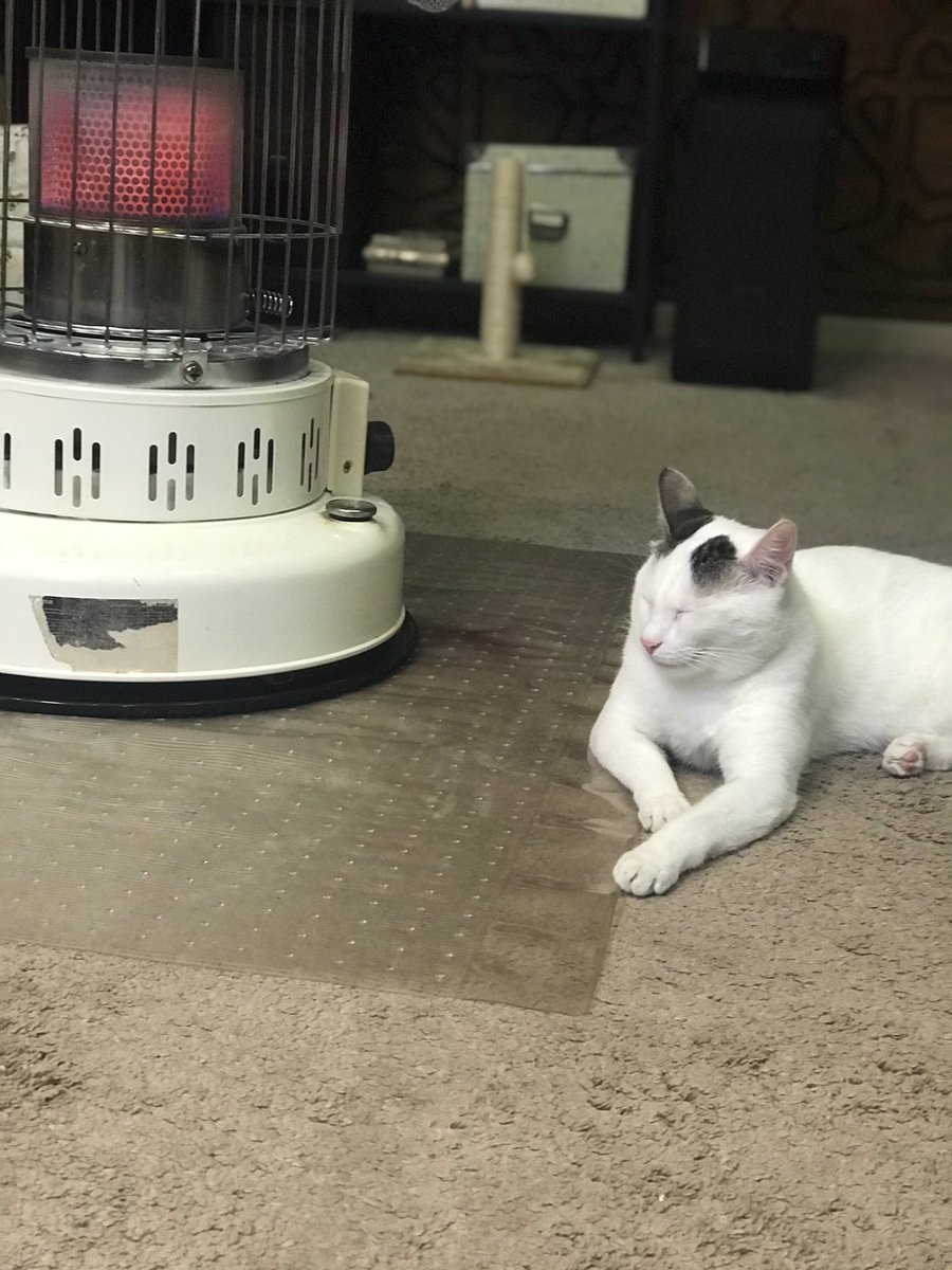 SimbaNalaJo's tweet photo. Im just going to chill for my first Tweet #CatsOfTwitter #catsofinstagram #cats https://t.co/AXuPgiq11z