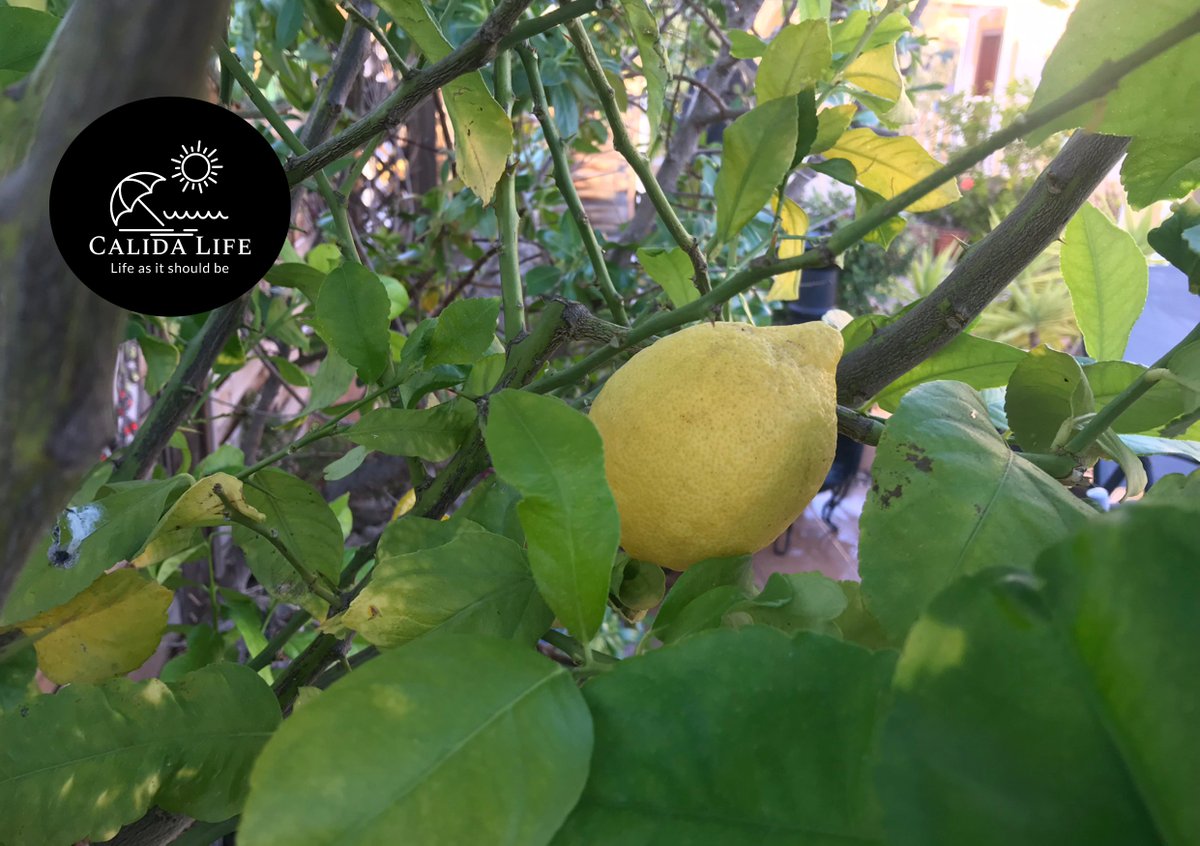 CalidaLife's tweet image. 