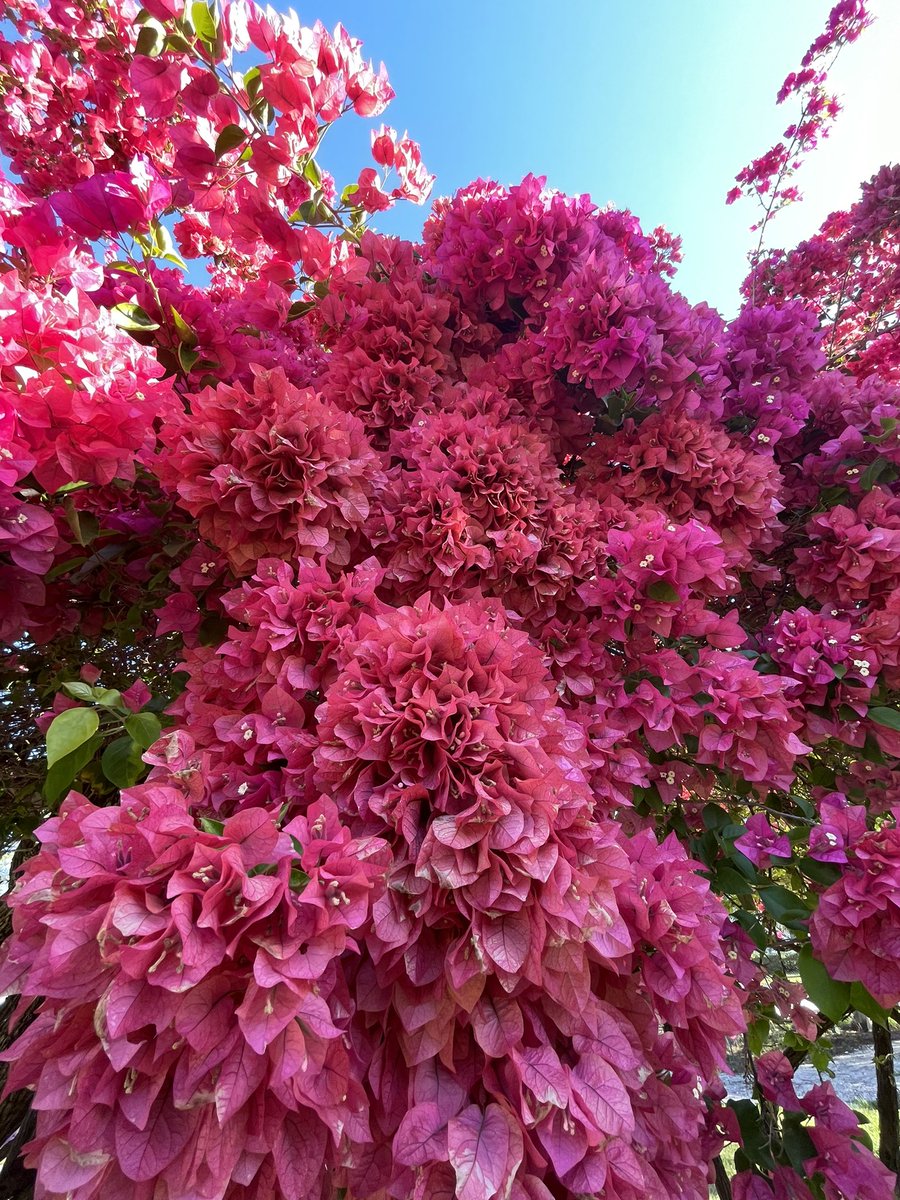 Check out the bougainvilleas this morning at  <a href="/EdisonFordFL/">Edison & Ford Winter Estates</a>