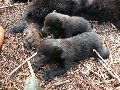 MullinaxLab's tweet photo. It’s that time! #ursus #stillsweet #itwontlast #wildlife https://t.co/MlpC5y3swn