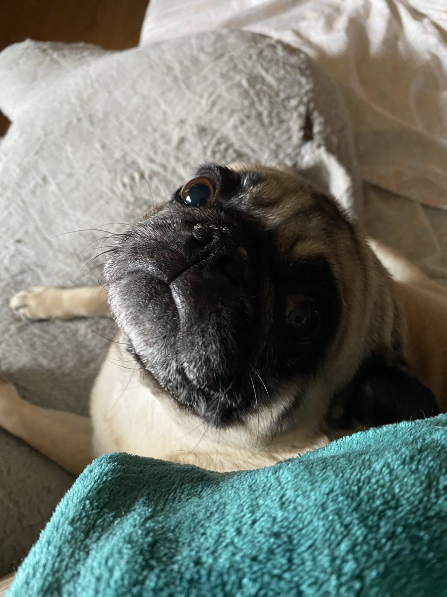 Who knew? Titis my Twitterversary...11 Yrs has flown by...here’s a photo of Rosie. I joined Twitter for the pug community and never left. Xoxo
