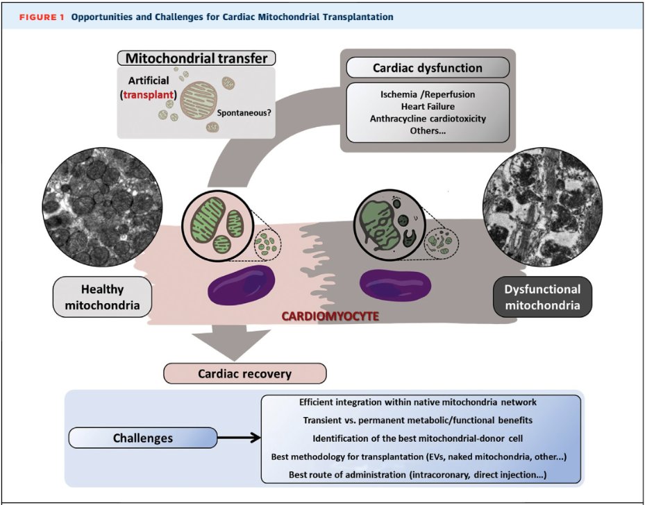Borja Ibanez (@borjaibanez1) on Twitter photo Cardiac Mitochondrial Transplantation: The Force Awakens. Sci Fi or a plausible future? read our editorial <a href="/rochi_villena/">Rocío Villena</a> authors.elsevier.com/a/1cdV82d9GHoe…
<a href="/JACCJournals/">JACC Journals</a> to a fantastic paper from
<a href="/YangLab10/">Yang Lab</a>
MAY THE FORCE BE WITH YOU Cardiac Mitochondrial Transplantation: The Force Awakens. Sci Fi or a plausible future? read our editorial <a href="/rochi_villena/">Rocío Villena</a> authors.elsevier.com/a/1cdV82d9GHoe…
<a href="/JACCJournals/">JACC Journals</a> to a fantastic paper from
<a href="/YangLab10/">Yang Lab</a>
MAY THE FORCE BE WITH YOU