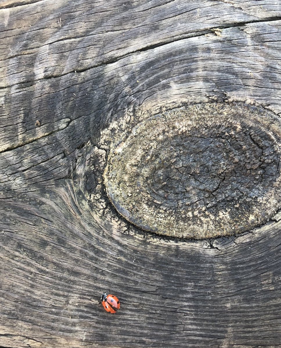 ManxShepherdess's tweet image. #FoolsSpring....back to 55mph winds and localised flooding tomorrow. But today was SO needed! ☀️