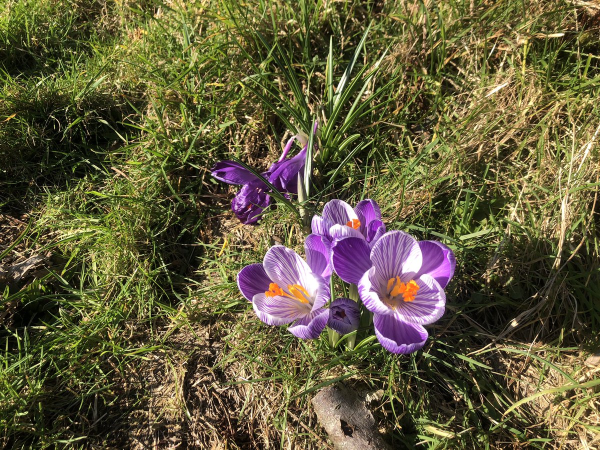 ManxShepherdess's tweet image. #FoolsSpring....back to 55mph winds and localised flooding tomorrow. But today was SO needed! ☀️
