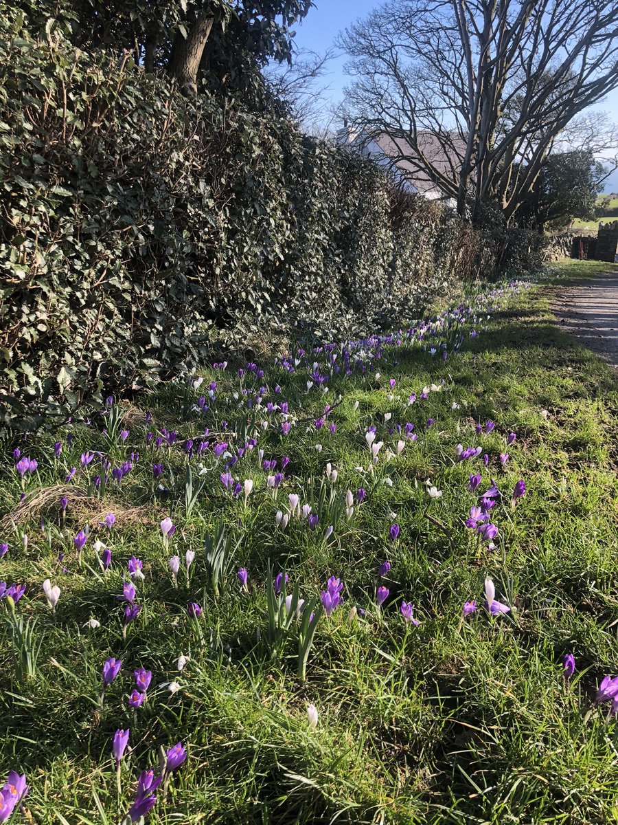 ManxShepherdess's tweet image. #FoolsSpring....back to 55mph winds and localised flooding tomorrow. But today was SO needed! ☀️