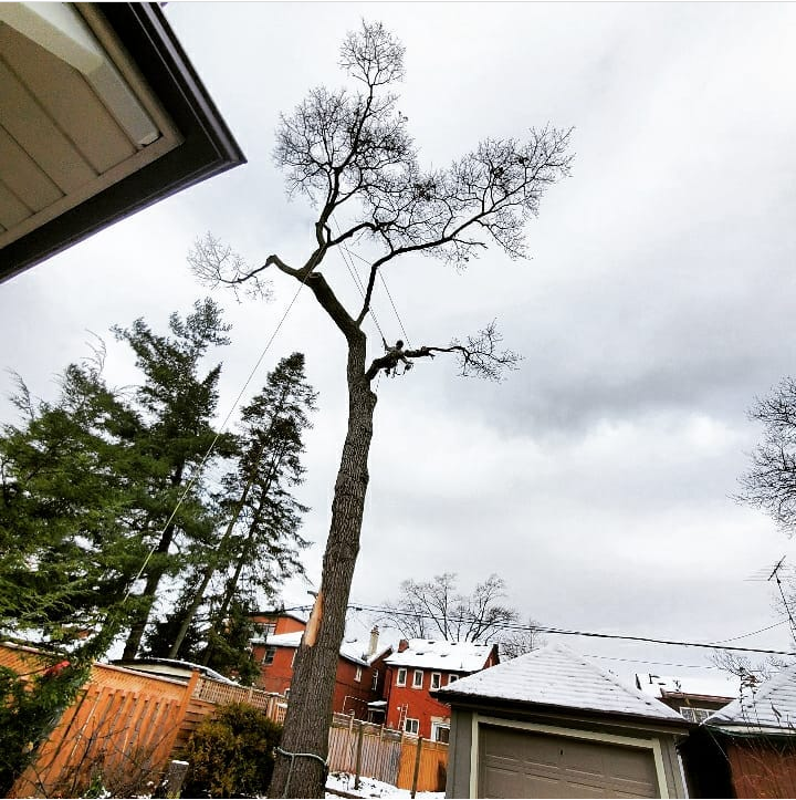 Arboristoronto's tweet photo. HTC Inc. offers professional Arboricultural services in the city of Toronto, including: assessment, pruning, removal, bracing, stump grinding, hedges and shrubs, storm damage and cat rescue. Books us for a quote! #treeservicetoronto #treeremoval #treecare #arborist #arboriculture https://t.co/OUgkbEa3RE