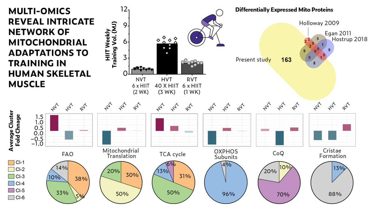 BlueSpotScience's tweet photo. Excited our collaboration w/ @thestroudlab is now on bioRxiv - Multi-omics (transcript, proteome, lipids) reveals unexpected complexity of mito adaptations to training. https://t.co/yylirzP1xn

Led by @triatciccio &amp; @bluebirdi, w/ @thorburn_mito @MelindaCoughlan et al.
Thread👇 https://t.co/lTHEJWYmdo