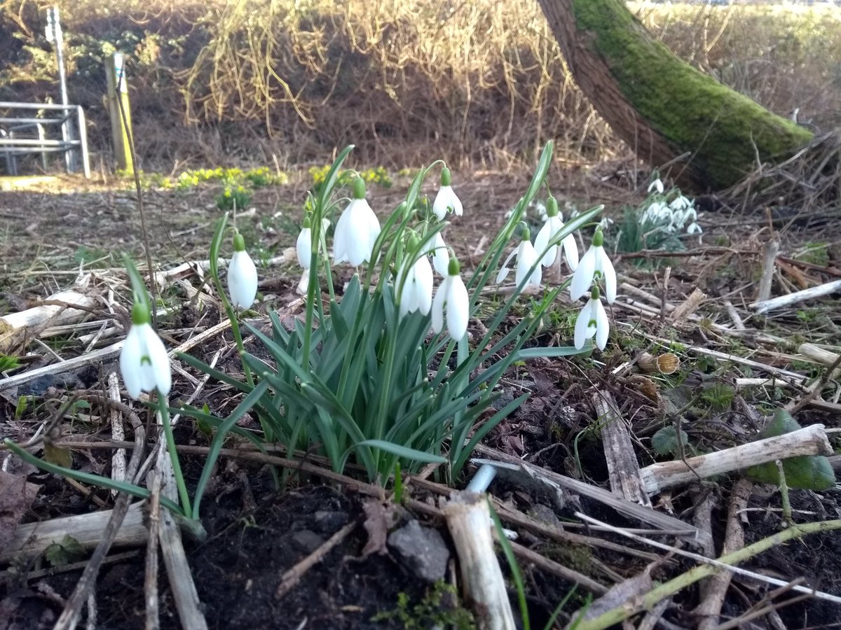 #meadow of #wildflowers - day 2. Further #digging and it’s beginning to take shape... still lots more to do! #springtime is definitely on its way down at the meadow! #work #outdoors #volunteer #lockdownexercise . 

Lone ranger working and ensuring social distance.
