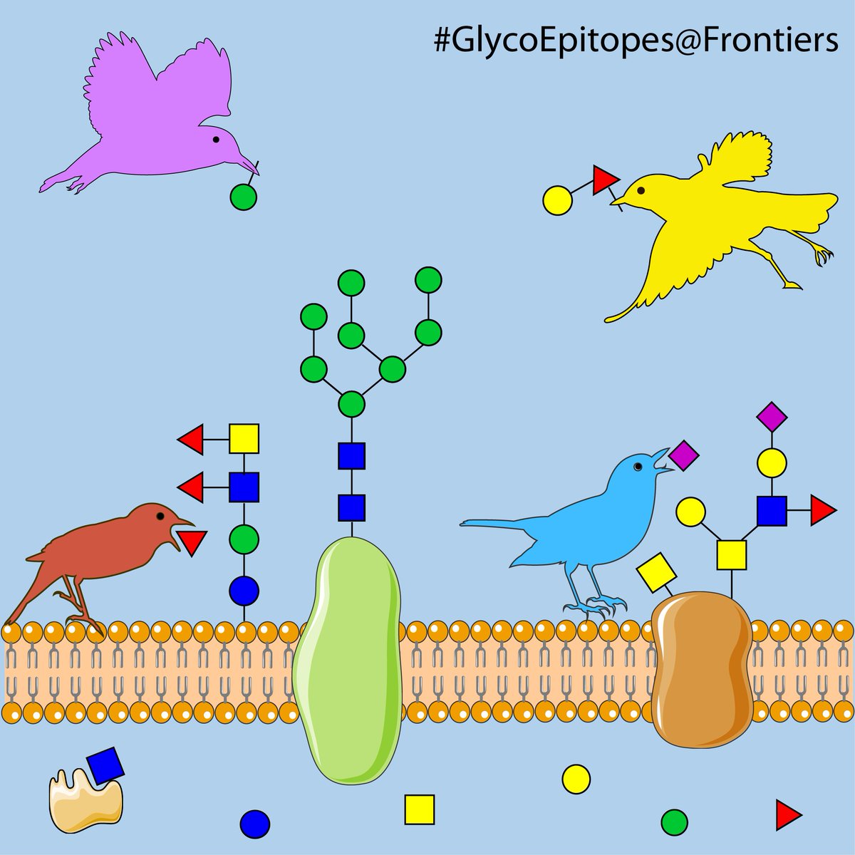 A new #glycotime Research Topic focusing on GlycoEpitopes is open for submission <a href="/FrontMolBioSci/">Frontiers - Molecular Biology</a>. Abstract deadline: 13 April 2021/ Manuscript: 11 August 2021. <a href="/bandigiu/">giulia bandini</a> <a href="/GuerardelY/">Guérardel Yann</a> <a href="/Galoon34158660/">Galoon</a> 
frontiersin.org/research-topic…