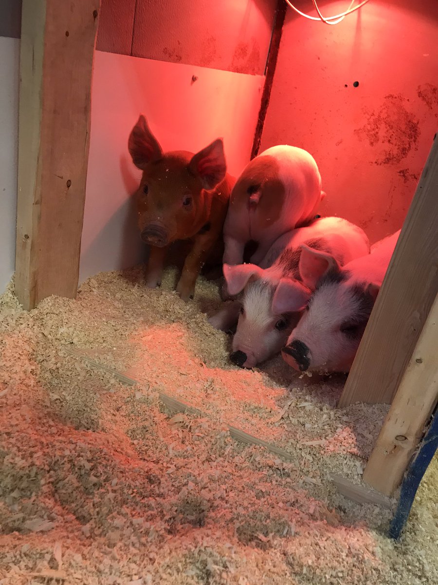 ffa_lemars's tweet photo. Kicking off National FFA Week by introducing our newest members to the Le Mars Ag Program! Excited to have a full Animal Learning Center this spring! https://t.co/xjfWyjBJYn