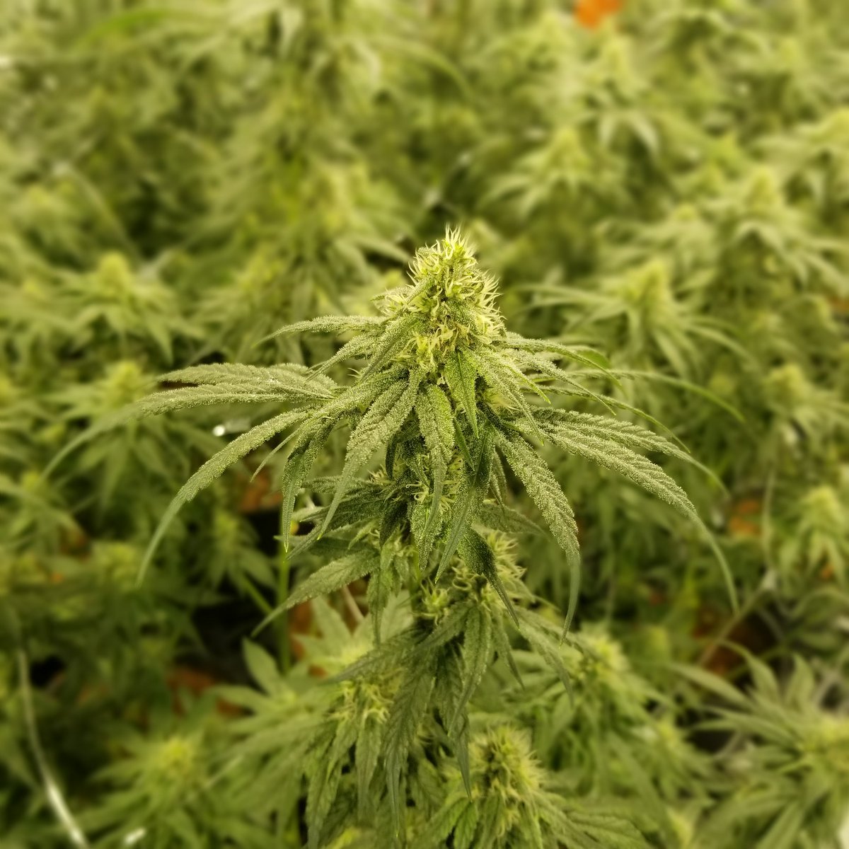 apothecarybotan's tweet photo. "Good morning girls.. have a great weekend????" #gelato47 #BCbud #craftgrow https://t.co/kD4r7USgrr