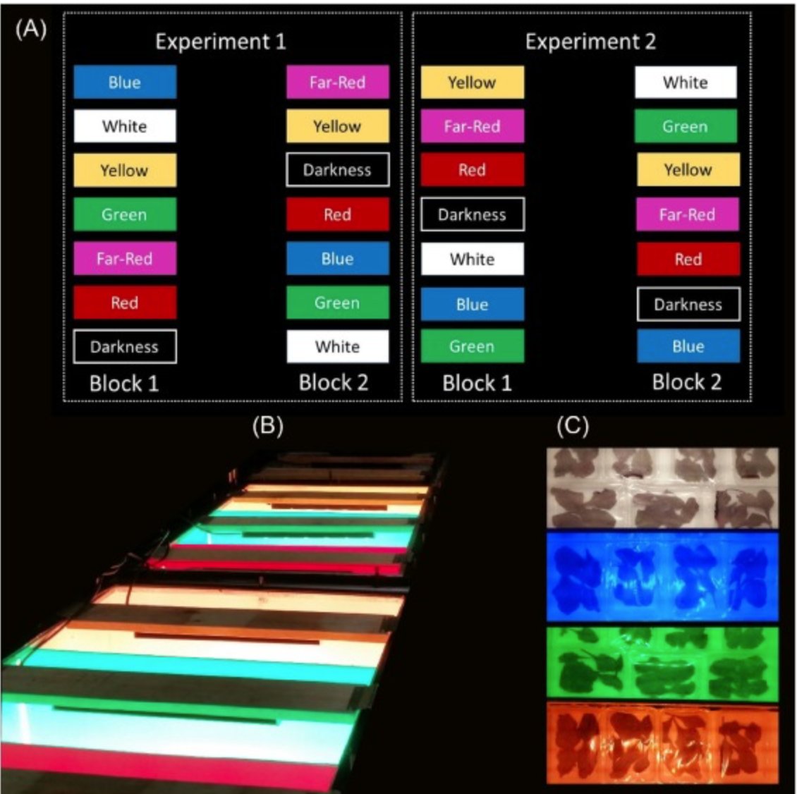 rescueab's tweet photo. Check out the #JustPublished paper: "Spectral composition from #LedLighting during storage affects #nutraceuticals and #safety attributes of fresh-cut red chard (Beta vulgaris) and rocket (Diplotaxis tenuifolia) leaves"
#Postharvest #FoodSafety https://t.co/x3RpeXeoMs