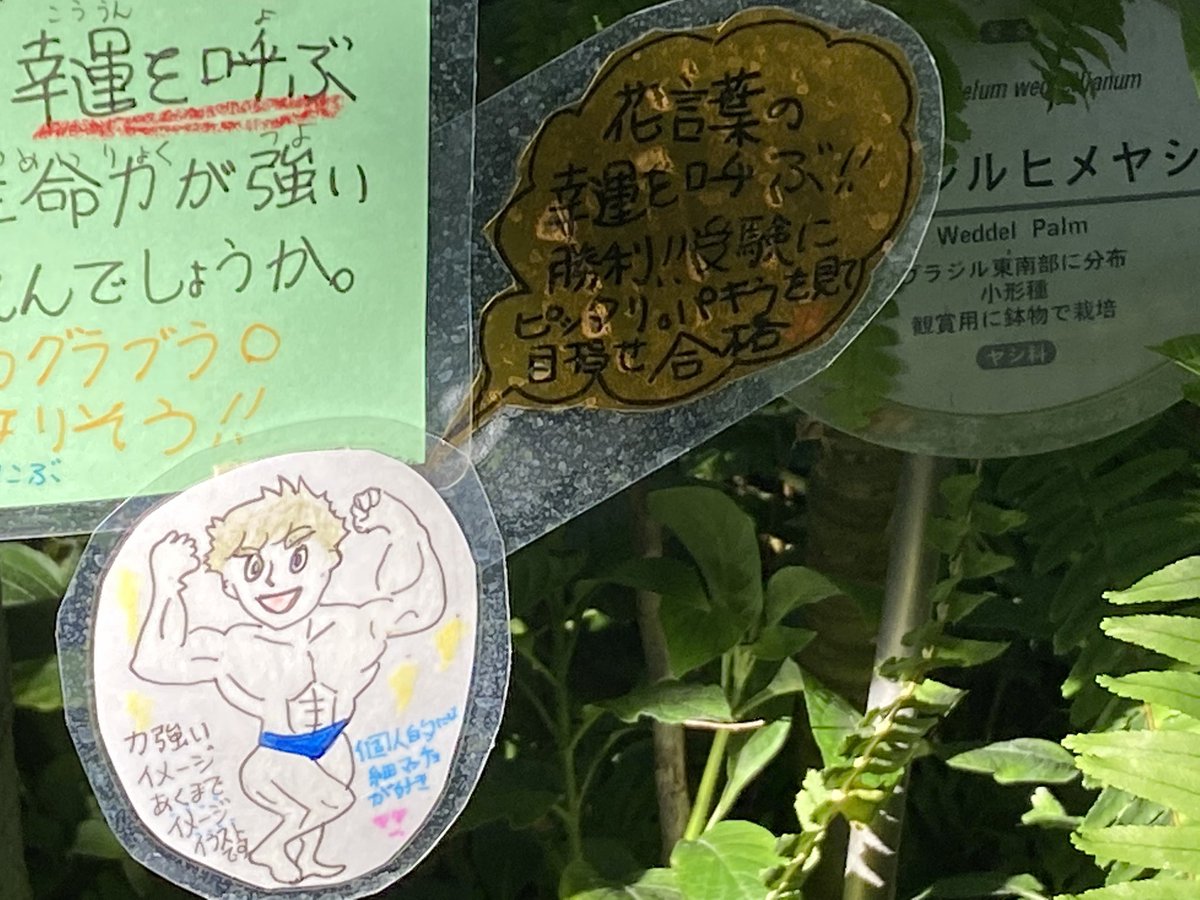 花言葉は幸運を呼ぶ 勝利 受験生はパキラをみて合格を目指せとある 白目 画像 突撃レーザーの漫画 花言葉は幸運を呼ぶ 勝利 受験生はパキラをみて合格を目指せとある 白目 画像 突撃レーザーの漫画