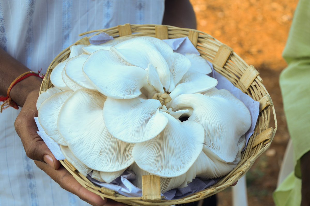 Gurudev's tweet photo. This mushroom was grown organically at @BangaloreAshram. It weighs 467 grams! https://t.co/8xFFvtxwye