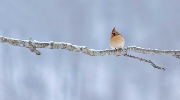 NationalRSOL's tweet image. Good Monday Morning, Everyone!

It&apos;s going to warm up this week here in my neck of the woods, and that makes it an even better time to share and be creative.

Can I say I am bright eyed and bushy tailed this morning?  #PersonFirstLanguage #Selfimage

narsol.org/2021/02/how-yo…