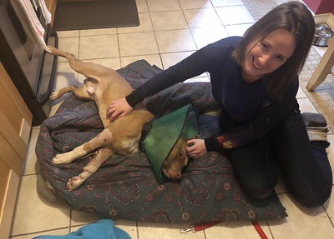 Introducing Barney!
Barney is currently in foster case with our amazing <a href="/PhillyPrisons/">Philadelphia Department of Prisons</a> <a href="/cw_spn/">Supernatural</a> class graduate Rufus healing from serious injuries. Follow us on <a href="/Facebook/">Facebook</a> to see all of our available dogs!