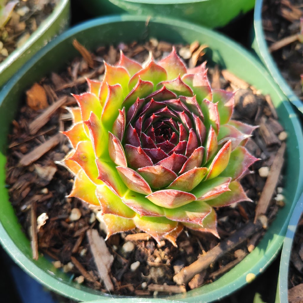 succulentsdepot tweet picture