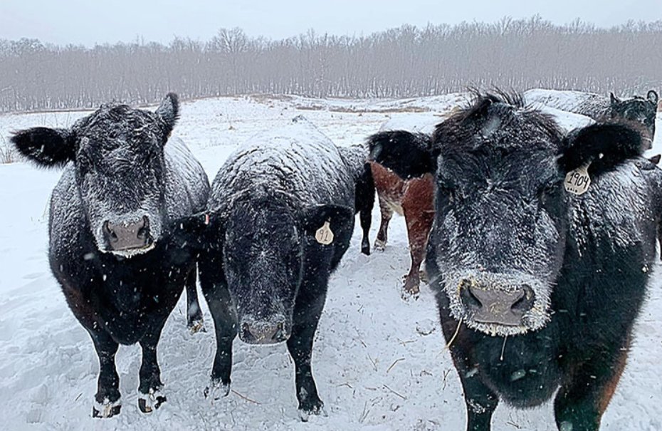 Winter storms create significant challenges and often result in catastrophic loss for agricultural producers, especially for those raising livestock, row crops, and vulnerable crops like citrus. .<a href="/USDA/">Dept. of Agriculture</a> offers several programs to help with recovery: go.usa.gov/xsbeG