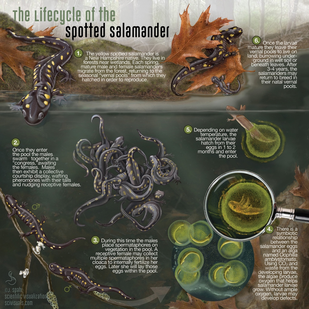 Amphibian Foundation tweet media