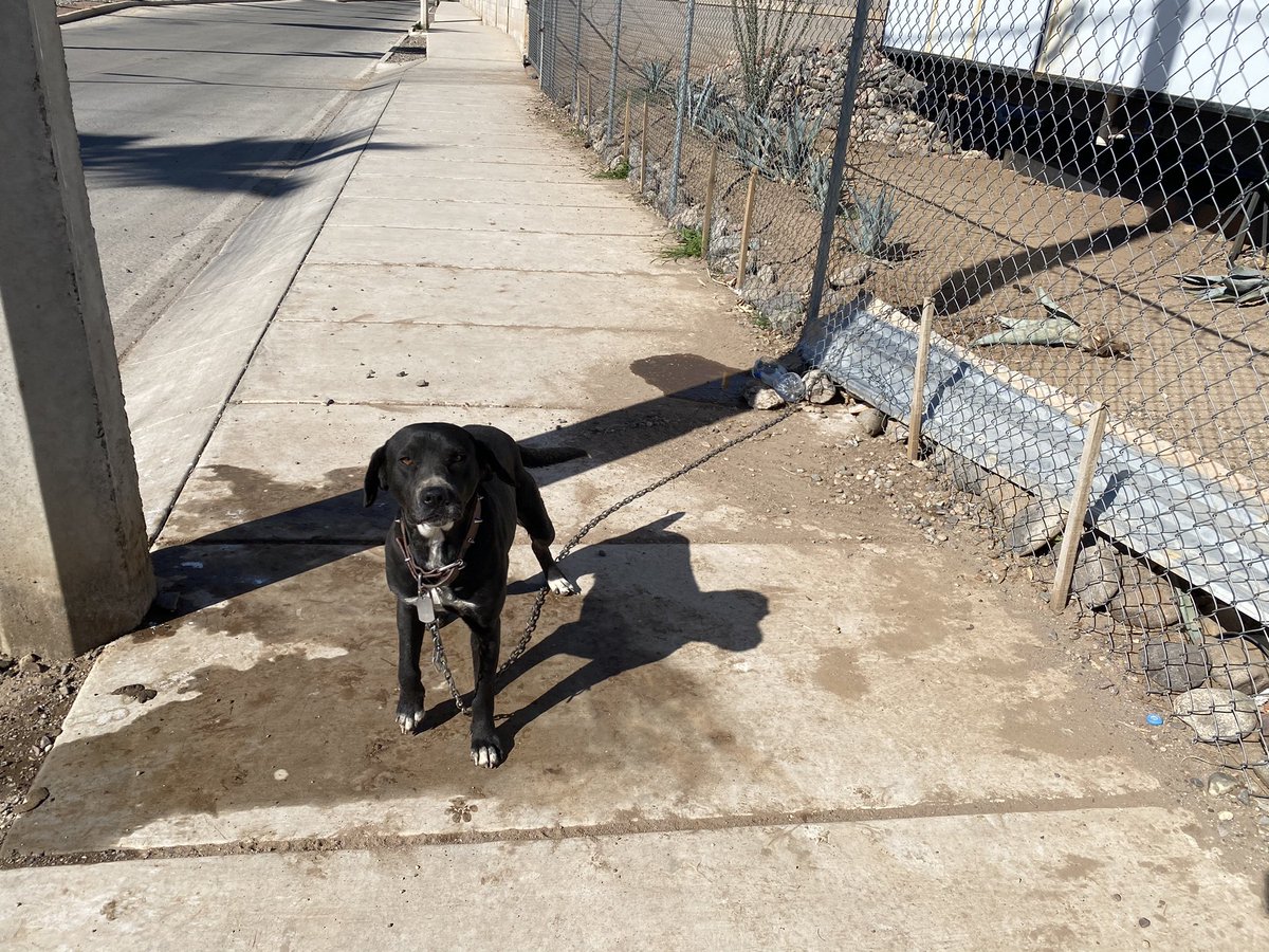 michelleriveraa's tweet image. Le pueden decir al dueño de #GRASSMASTERS  Navarrete final pasado gastropark ¿que si no quiere a ese perrito me lo regale?

Es INAUDITO tenerlo encadenado, tratando de mitigar el sol en el poste y con nada agua 

¡Pásenle mi mensaje por favor!