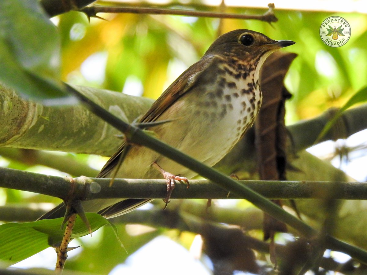 YantzaFarm's tweet photo. Catharus ustulatus nested in the Guadua angustifolia brava - bamboo. #thinkbamboo #biodiversity #permatree #Catharusustulatus #birding #bird https://t.co/9rVeoZ60jL