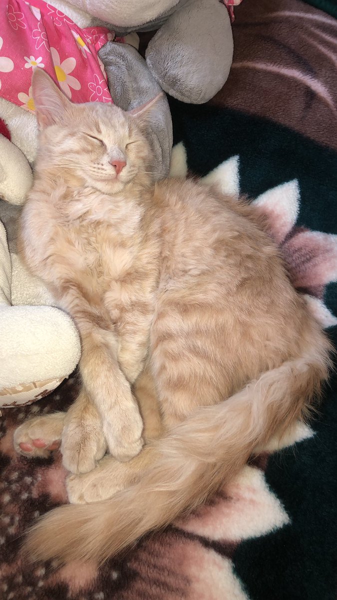 malaakass's tweet photo. ANNOUNCEMENT!!! im officially a single cat mom😊♥️ namoura💕💕 https://t.co/ia9bEg1WML