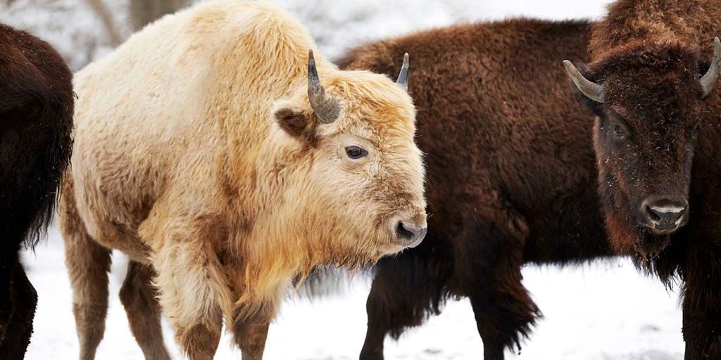 “Welcoming a remarkable #whitebison like this to Dogwood Canyon Nature Park allows us to expand on the important message that #NativeAmericans live out an unwavering conservation ethic."

<a href="/FOX2now/">FOX2now</a> has more: buff.ly/3aaSGNu