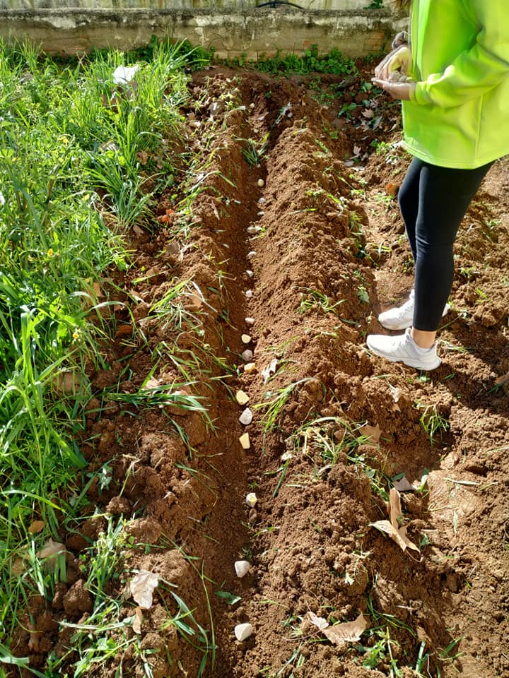 IColegiales's tweet photo. Nuestro huerto nos ha quedado así de cuidado sin malas hierbas y con patatas recién plantadas, gracias al Programa Aldea de Educación Ambiental para la Comunidad educativa. https://t.co/pqSV8jKKAZ