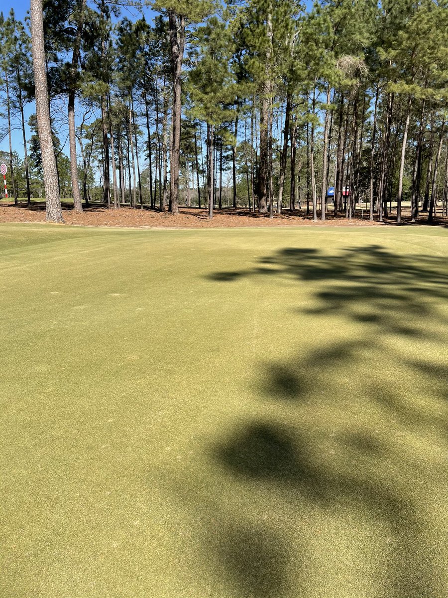 BluejackNatTurf's tweet photo. No covers Trinity Zoysia https://t.co/VCCQT9WxRw