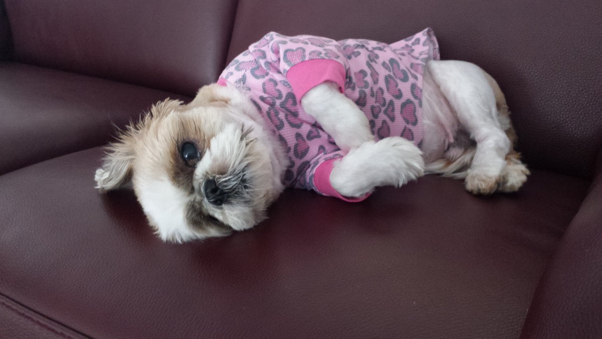 RuffRuffCouture's tweet photo. Today we have the pleasure of introducing Midori and Mojito.  They are long-time customers who were kind enough to show off a few of our items. https://t.co/NfWhZEzJkM