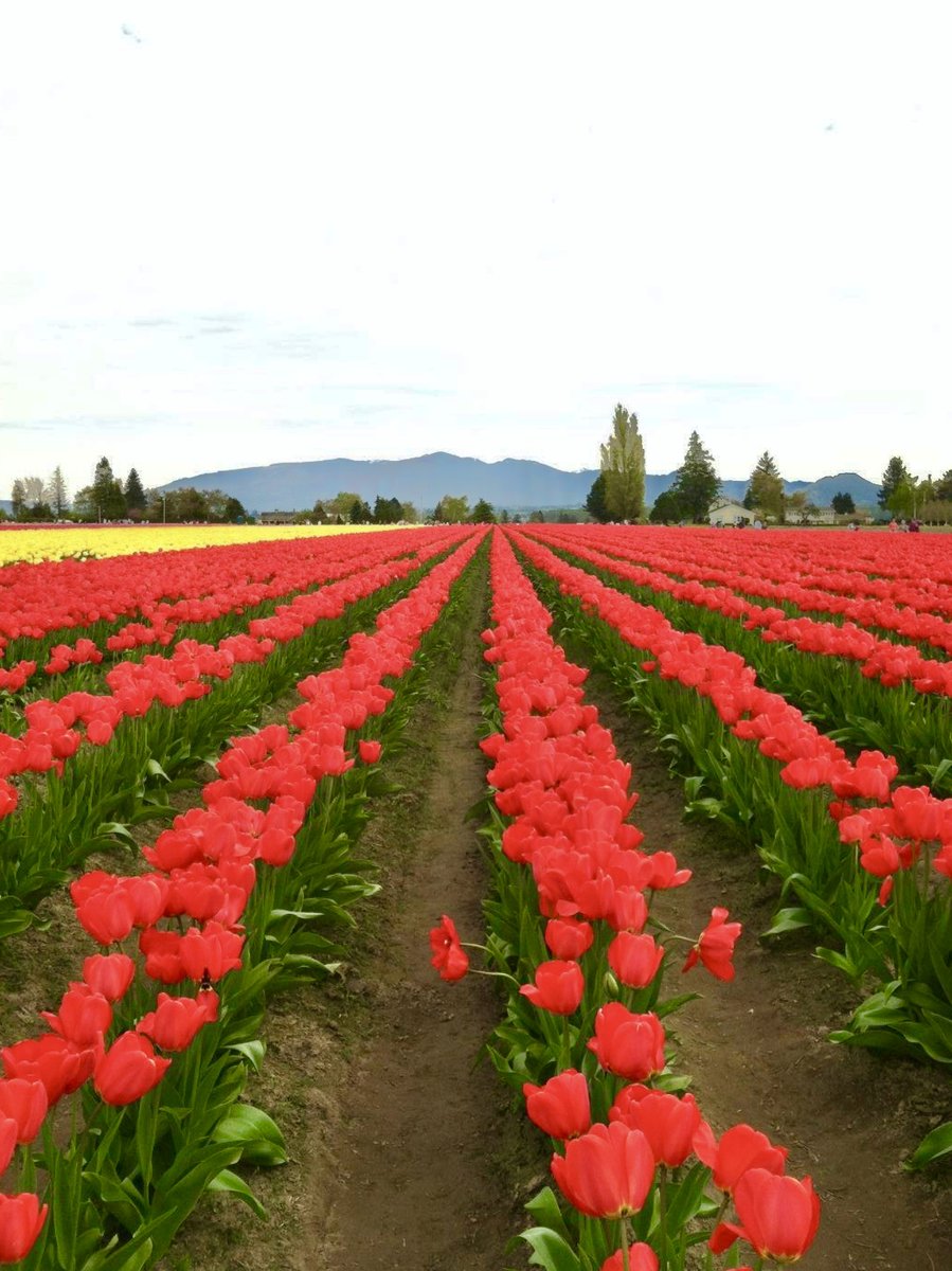 SeattleBBA's tweet image. Considering tiptoeing through the tulips in the Skagit Valley in April? Our tips on what to do when you're in the area - now on the blog: lodginginseattle.com/blog/2021/02/t…